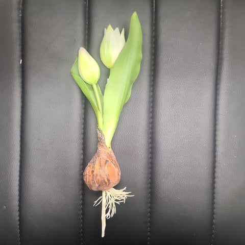 8" White Tulip Spray w/ Bulb