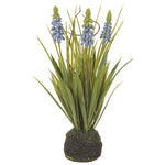 10" Grape Hyacinth w/ Soil & Moss