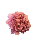 21" Rose Garden Hydrangea w/out Leaves